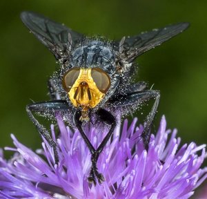 Macro photo of Cynomya mortuorum - ”Fly of the dead”